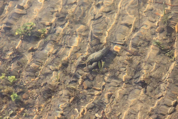 水の自然な環境でザリガニ — ストック写真