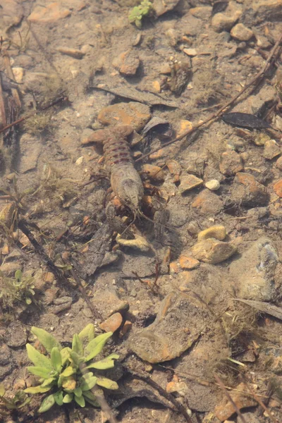 Cangrejos de río en su entorno natural, en el agua — Foto de Stock