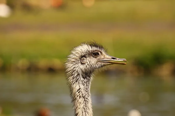 Emu, ostrich — Stock Photo, Image