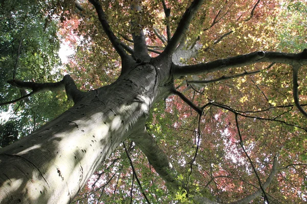 Faia de cobre, árvore-top — Fotografia de Stock