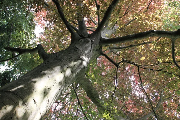 铜山毛榉，树顶上 — 图库照片