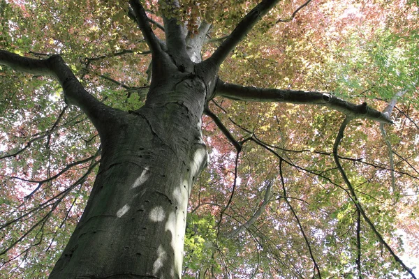 Faia de cobre, árvore-top — Fotografia de Stock