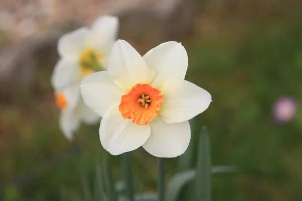 Daffodil, narcissus, jonquille, narcisse — Stock Photo, Image