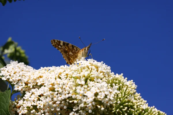 Mariposa cynthia cardui, la belle dame —  Fotos de Stock