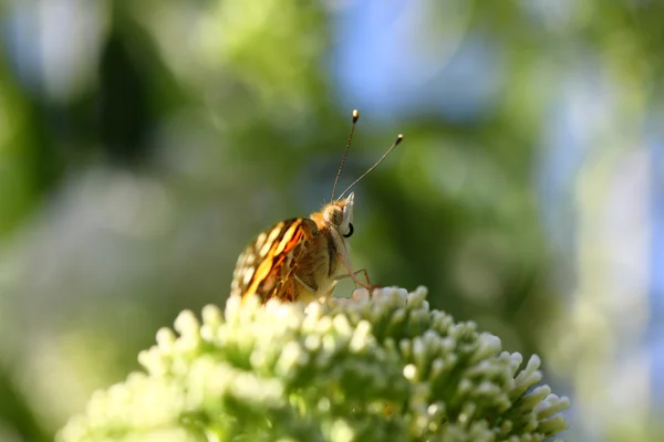 Farfalla cynthia cardui, la belle dame — Foto Stock