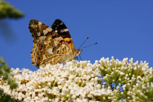 Motýlí cynthia cardui, la belle dame — Stock fotografie