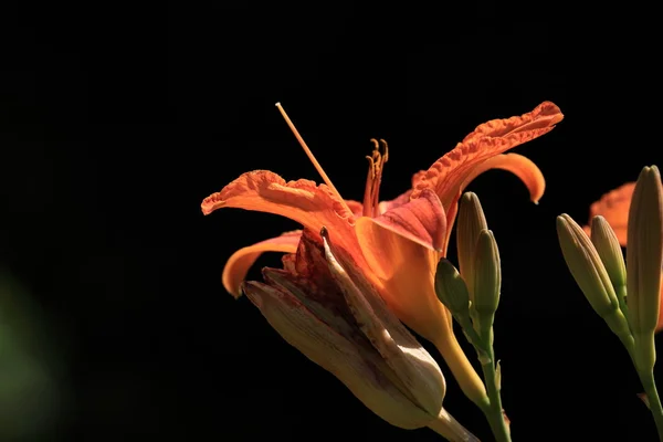 Lilly virág — Stock Fotó