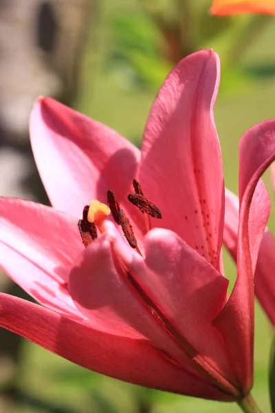 Квітка Ліллі — стокове фото