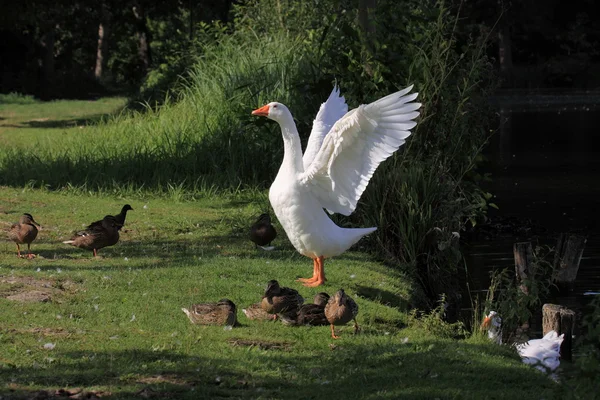 White geeses and ducks — Stock Photo, Image