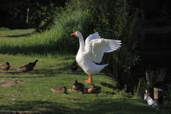 Weiße Gänse und Enten — Stockfoto