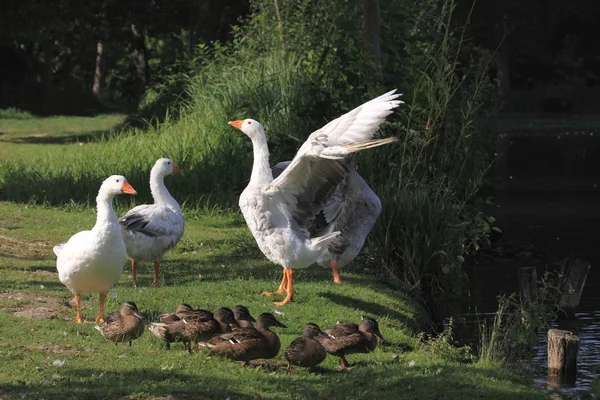 Gansos e patos brancos — Fotografia de Stock