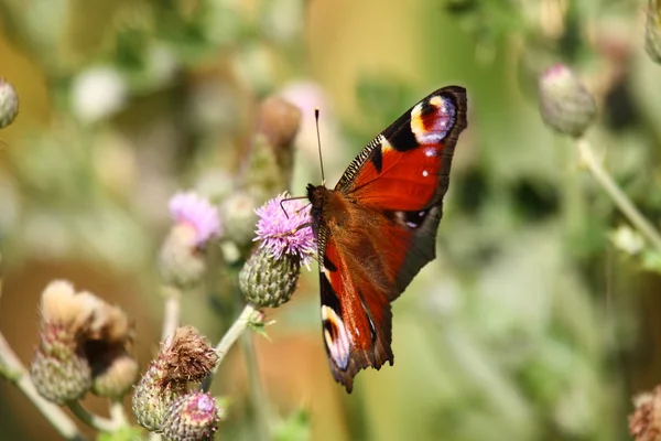 Schmetterlingsinachis, paon du jour, Pfau — Stockfoto