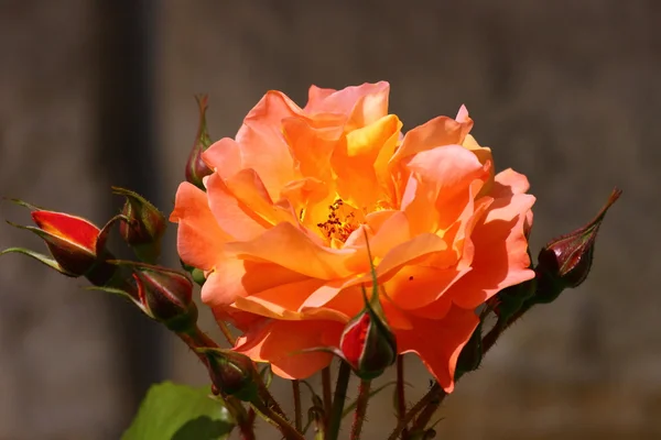 Jardin de roses — Photo