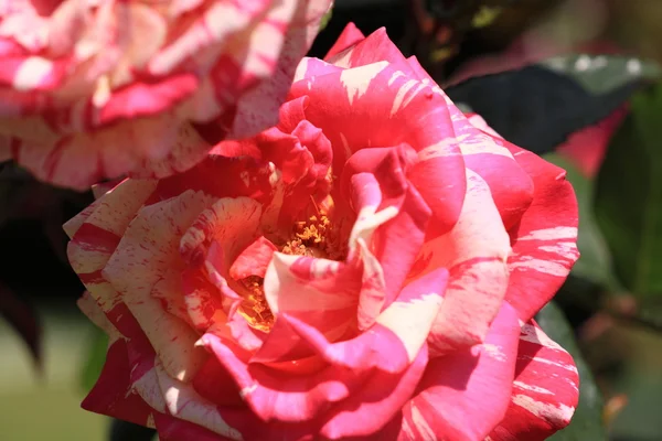 Roseira jardim — Fotografia de Stock