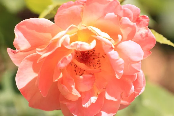 Rose garden — Stock Photo, Image