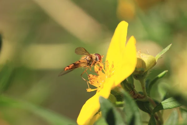 Hoverfly syrphe 食蚜蝇科 — 图库照片