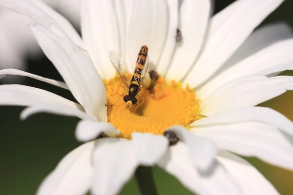 Hoverfly Syrphe syrphidae — Stock Photo, Image
