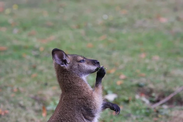 Bennett kanguru kanguru — Stok fotoğraf