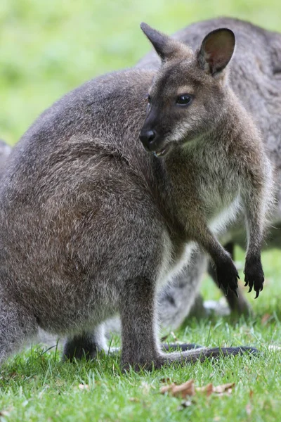 Bennett Wallaby, Cangurul — Fotografie, imagine de stoc