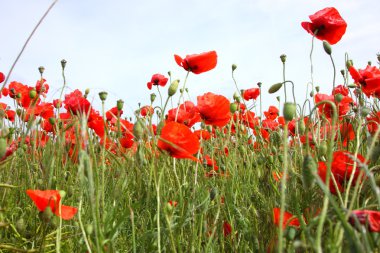 poppies bahar Fransa alanları