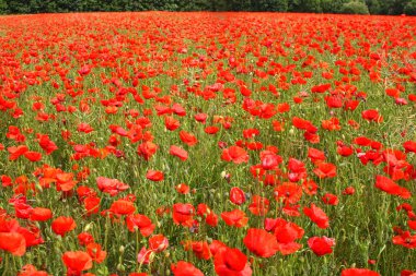 poppies bahar Fransa alanları