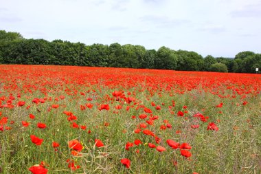 poppies bahar Fransa alanları