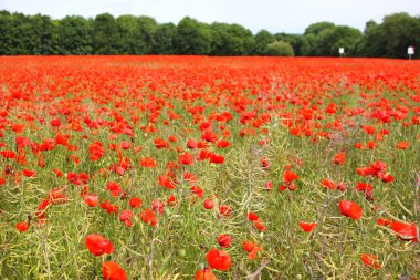 poppies bahar Fransa alanları