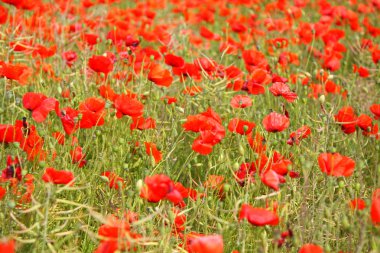 poppies bahar Fransa alanları