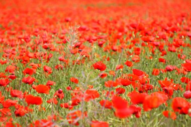 poppies bahar Fransa alanları