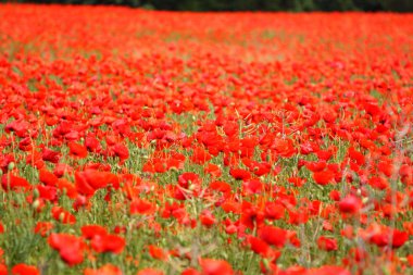 poppies bahar Fransa alanları