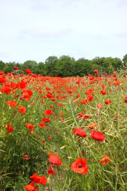 poppies bahar Fransa alanları