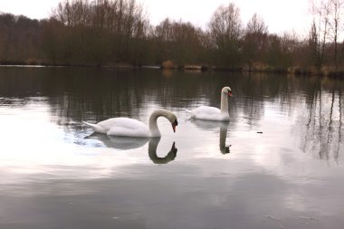 Wild swan mute on its lake in France. clipart