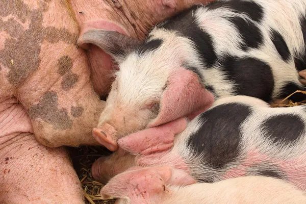 Piglets suckling their mother lying on the straw — Stock Photo, Image
