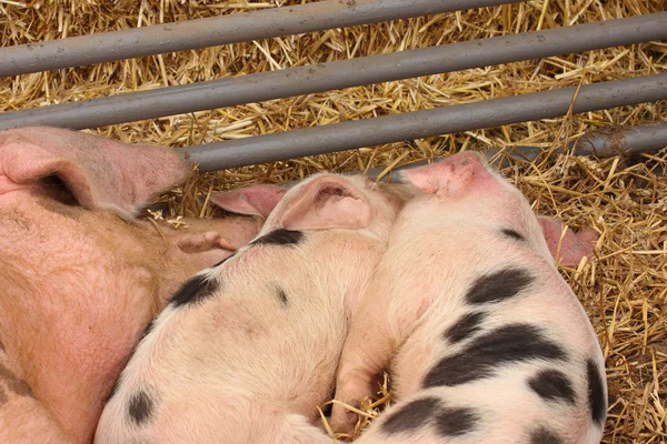 Piglets suckling their mother lying on the straw — Stock Photo, Image