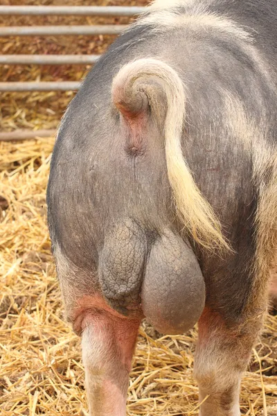 大猪和他的睾丸的后视图 — 图库照片