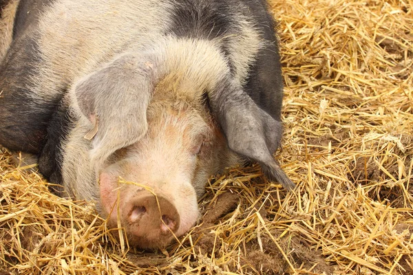 Närbild på en mycket stora grisen rosa och svart — Stockfoto