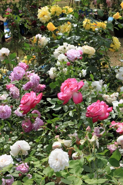 Rynku kwiatów wiosną we Francji — Zdjęcie stockowe