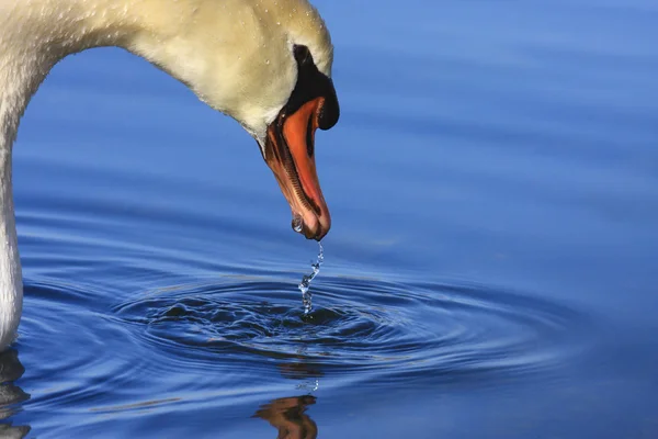 フランスの湖にミュート野生の白鳥. — ストック写真