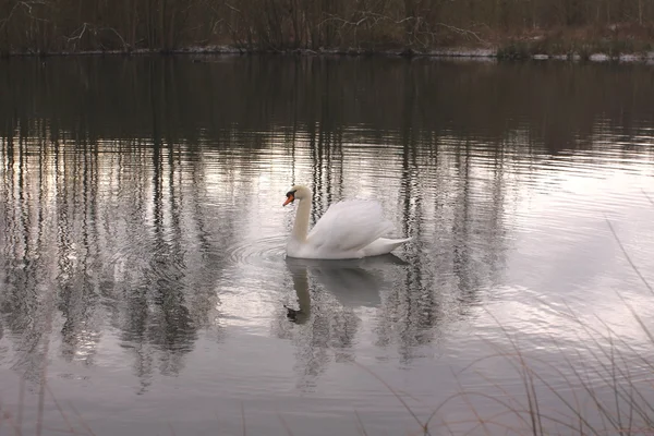 Wild swan mute på dess sjö i Frankrike. — Stockfoto