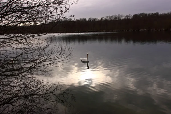 Немой лебедь на озере во Франции . — стоковое фото