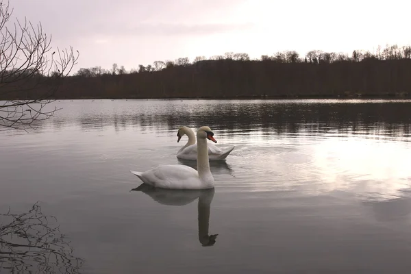 Wild swan mute på dess sjö i Frankrike. — Stockfoto