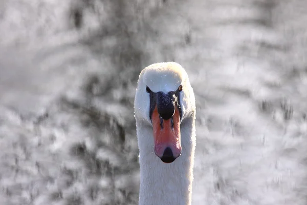 Cisne selvagem mudo em seu lago na França . — Fotografia de Stock