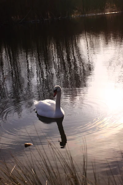 Silencio cisne salvaje en su lago en Francia . — Foto de Stock