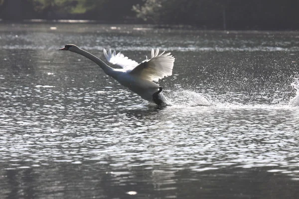 Aterragem de um mudo de cisne na frança — Fotografia de Stock