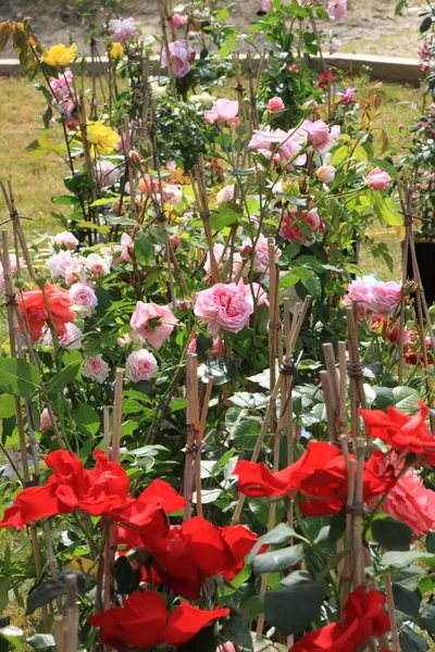 Rynku kwiatów wiosną we Francji — Zdjęcie stockowe