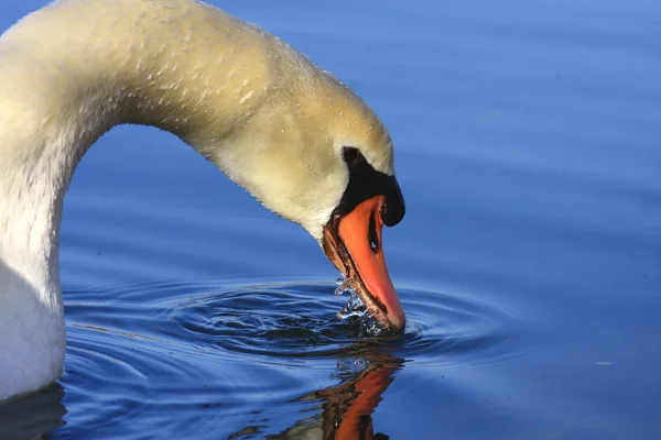 Немой лебедь на озере во Франции . — стоковое фото