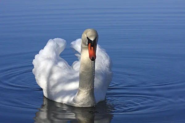 フランスの湖にミュート野生の白鳥. — ストック写真