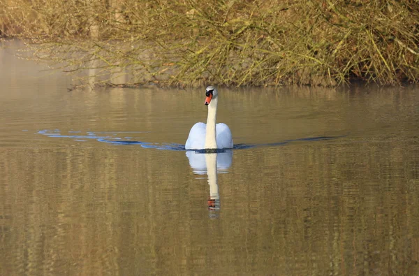 Silencio cisne salvaje en su lago en Francia . —  Fotos de Stock