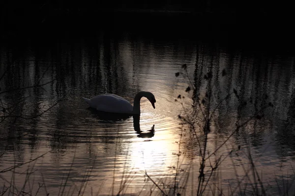 它在法国的湖上野生天鹅静音. — 图库照片