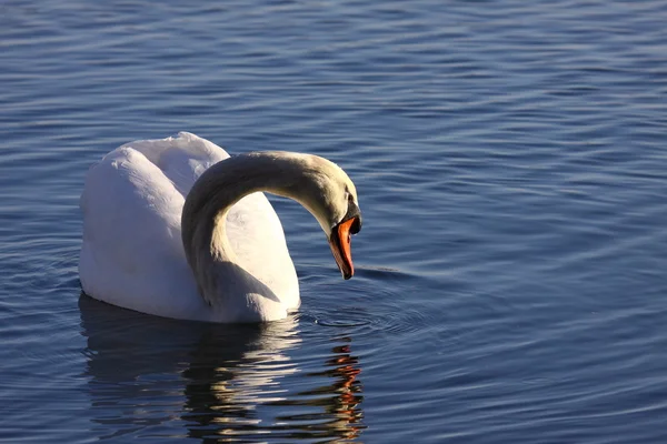 Divoké labutě ztlumit jeho jezeře ve Francii. — Stock fotografie